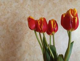 Эксперты рассказали о самых необычных подарки жительницам Коми