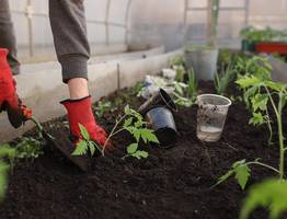 Крошу 1 таблетку в воду и поливаю — любая рассада прёт напролом: вытянутые сеянцы в прошлом