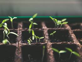 1 капля на 1 литр — и даже самая щуплая рассада перцев станет как молодые дубки: крепкая и коренастая