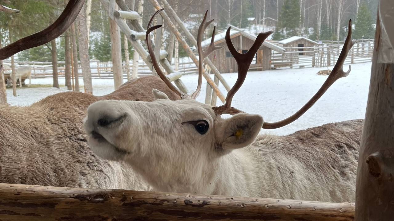 В Коми осудили браконьера, убившего лося