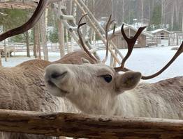 В Коми осудили браконьера, убившего лося