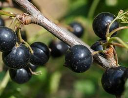 Не мусор, а золото: 3 горсти под куст — и смородина вырастет крупнее вишни и слаще сахара, урожай придется собирать мешками