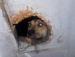 Преданная и брошенная: собака благородной породы ищет любящих хозяев в Коми