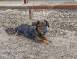 После вмешательства властей в Коми открыли площадку для выгула питомцев