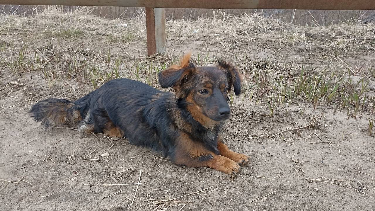 Главная картинка новости: После вмешательства властей в Коми открыли площадку для выгула питомцев