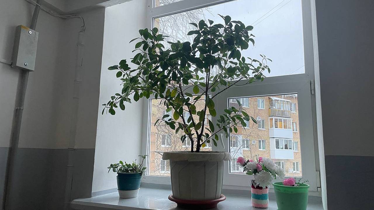 Главная картинка новости: Крошу 1 таблетку в воду и только этим поливаю рассаду: попрет щеткой - вытянутые сеянцы в прошлом