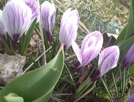 Погода в Коми ставит рекорды: в столице теплее нормы на 9 градусов