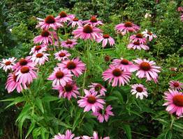 Растут сами по себе – многолетний цветник для ленивых: ничего делать не нужно – идеальное решение для сада