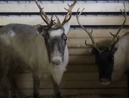 Уничтожителей краснокнижных видов в Коми “настигнет” суровое наказание
