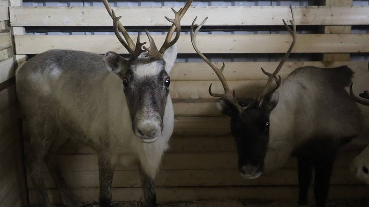 Главная картинка новости: Уничтожителей краснокнижных видов в Коми “настигнет” суровое наказание