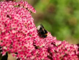 Изумительно яркий многолетник заполонит сад красными шапками соцветий: можно не поливать, не кормить - живет сам по себе