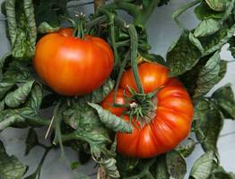 1 капля в воду — и рассада томатов толстеет на глазах, а корни — как у дуба: дешевый жидкий допинг для растений