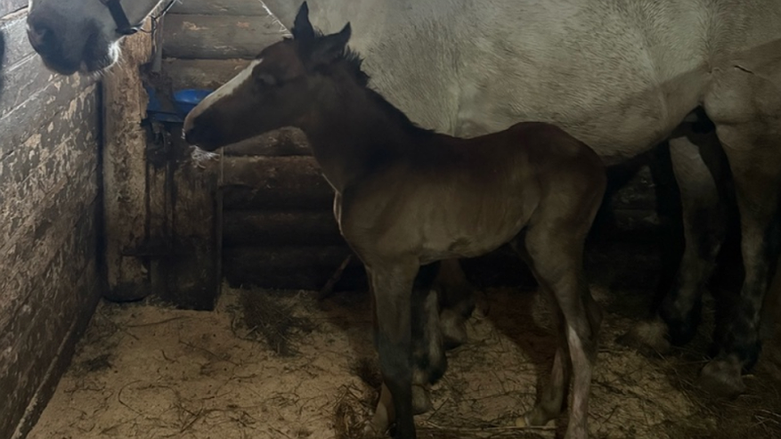 Главная картинка новости: В Сыктывкарском конном центре “Аврора” родился первый весенний жеребенок
