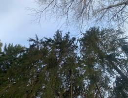 В одном из городов Коми на дереве сидел мужчина, ему вызвали спасателей