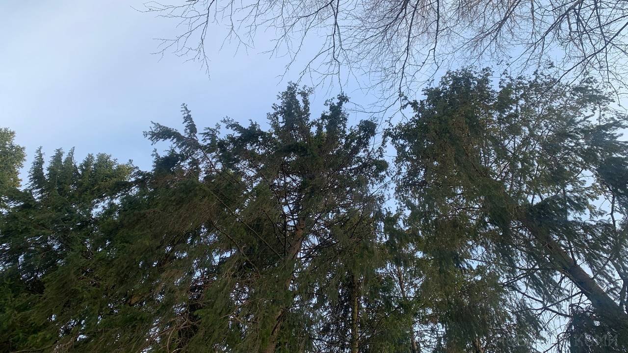 Главная картинка новости: В одном из городов Коми на дереве сидел мужчина, ему вызвали спасателей