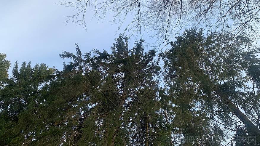 Главная картинка новости: В одном из городов Коми на дереве сидел мужчина, ему вызвали спасателей