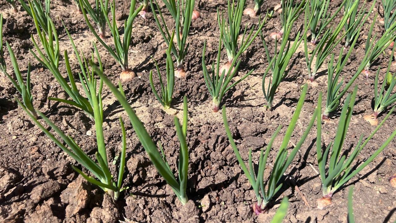 Главная картинка новости: Не удобрения: рассыпаю по теплице горстку «шариков» — сухая и жёсткая земля разрыхляется самостоятельно