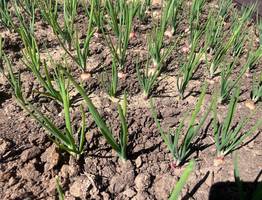 Не удобрения: рассыпаю по теплице горстку «шариков» — сухая и жёсткая земля разрыхляется самостоятельно