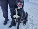 Пес Блэк в Коми ищет дом после череды несчастий