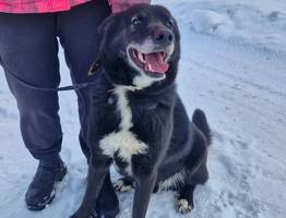 Пес Блэк в Коми ищет дом после череды несчастий