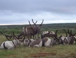 Оленеводство в Коми демонстрирует рост производства мяса
