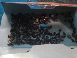 В Коми участились жалобы на тараканов в жилых домах