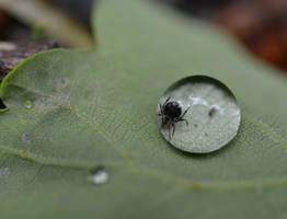 Кому нужно избегать леса и парки? Клещ любит именно эту группу крови