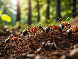 Бросил 1 горстку на муравейник — через 2 дня он опустел, муравьи ушли с участка все до одного: совет профессионального агронома