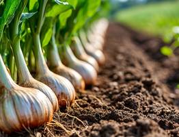 Не сажаю лук, не взглянув на берёзу и не погрев севок у батареи — луковицы даёт тяжёлые и крупные ростки