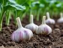 После схода снега чесноку - первым делом: многие забывают про эту важную подкормку и теряют большую часть урожая
