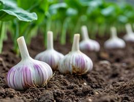 После схода снега чесноку - первым делом: многие забывают про эту важную подкормку и теряют большую часть урожая