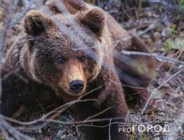 Жителей одного из городов Коми предупреждают о пробуждении медведей