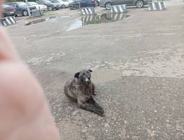 Гольдштейн предложил новый подход к проблеме бездомных животных в Коми