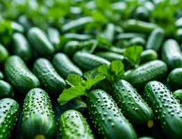 Сажаю всего 6 огурцов: хватает на всю семью и соседям еще остается - старинный проверенный способ