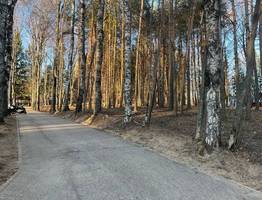 Клещи атакуют жителей Коми: десятки укусов и семь случаев боррелиоза