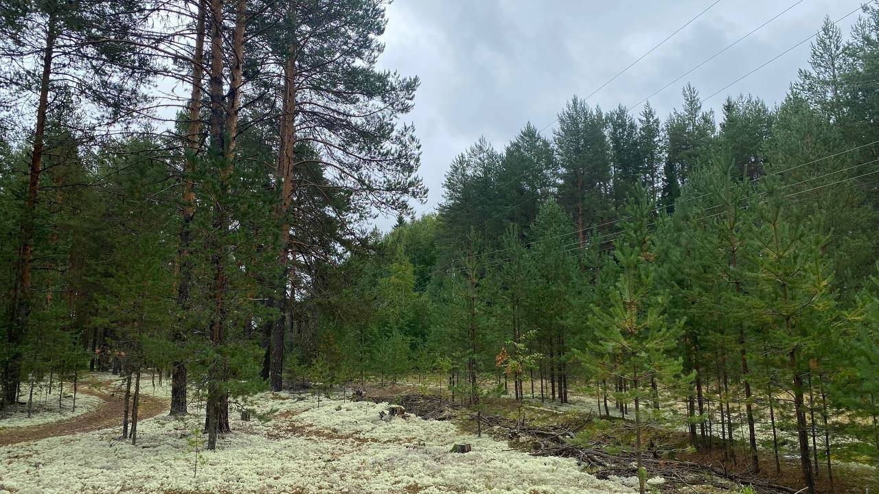 В лесах Коми после атаки клещей возрождается численность длинноухих