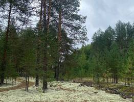 В лесах Коми после атаки клещей возрождается численность длинноухих