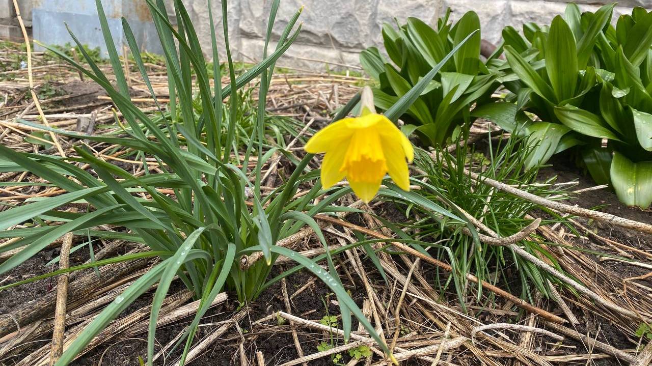 5 мая в Коми принесет дожди и прохладный ветер, но на юг уже тепло