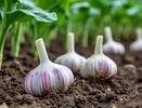 После схода снега чесноку - первым делом: многие забывают про эту важную подкормку и теряют половину урожая