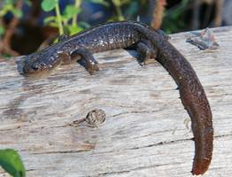 В Сыктывкаре обнаружили редчайшее земноводное с трагической судьбой