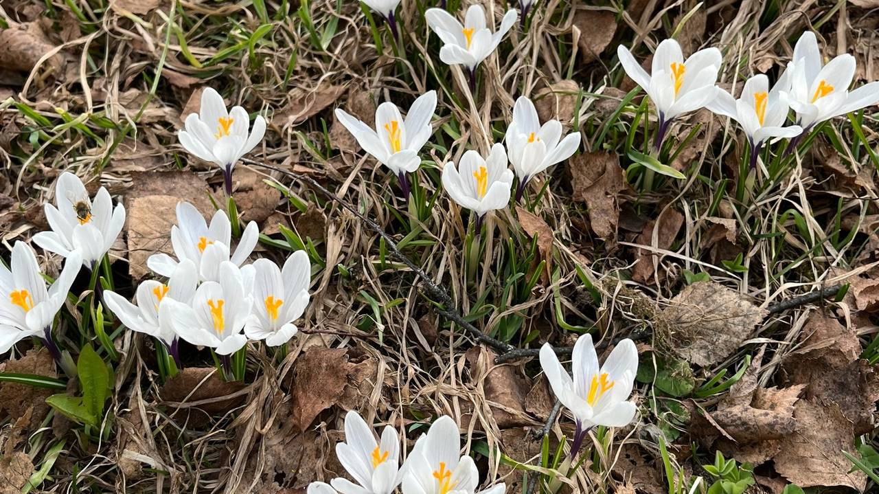 9 мая Коми во власти двух сезонов: зима и снег на северо-востоке, настоящая весна и тепло на юге