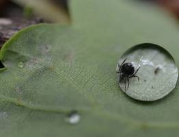 Кому нужно избегать леса и парки? Клещ обожает именно эту группу крови