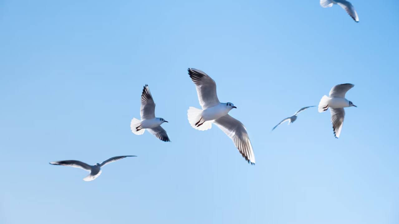 Житель Коми спас чайку с перебитым крылом и нашёл ей приют на всю жизнь
