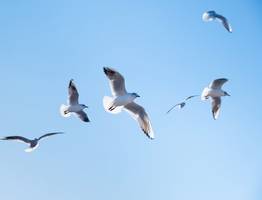 Житель Коми спас чайку с перебитым крылом и нашёл ей приют на всю жизнь