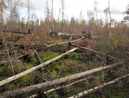 Коми приступает к очистке лесов на площади свыше 1400 гектаров