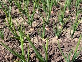 С 14 по 20 мая чесноку — обязательно: 40 гр. в воду — и головки размером с арбуз