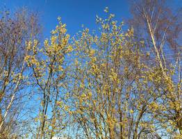 От заморозков до приятного весеннего тепла: что ждать жителям Коми 13 мая