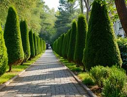 100 гр. под дерево — и туя пышнее любого дикобраза: хвоя не будет осыпаться и желтеть