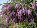 Роскошный лиловый фонтан из ароматных гирлянд весь сезон: неприхотливый кустарник растет даже на скудных почвах и не требует большого внимания