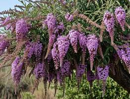 Роскошный лиловый фонтан из ароматных гирлянд весь сезон: неприхотливый кустарник растет даже на скудных почвах и не требует большого внимания
